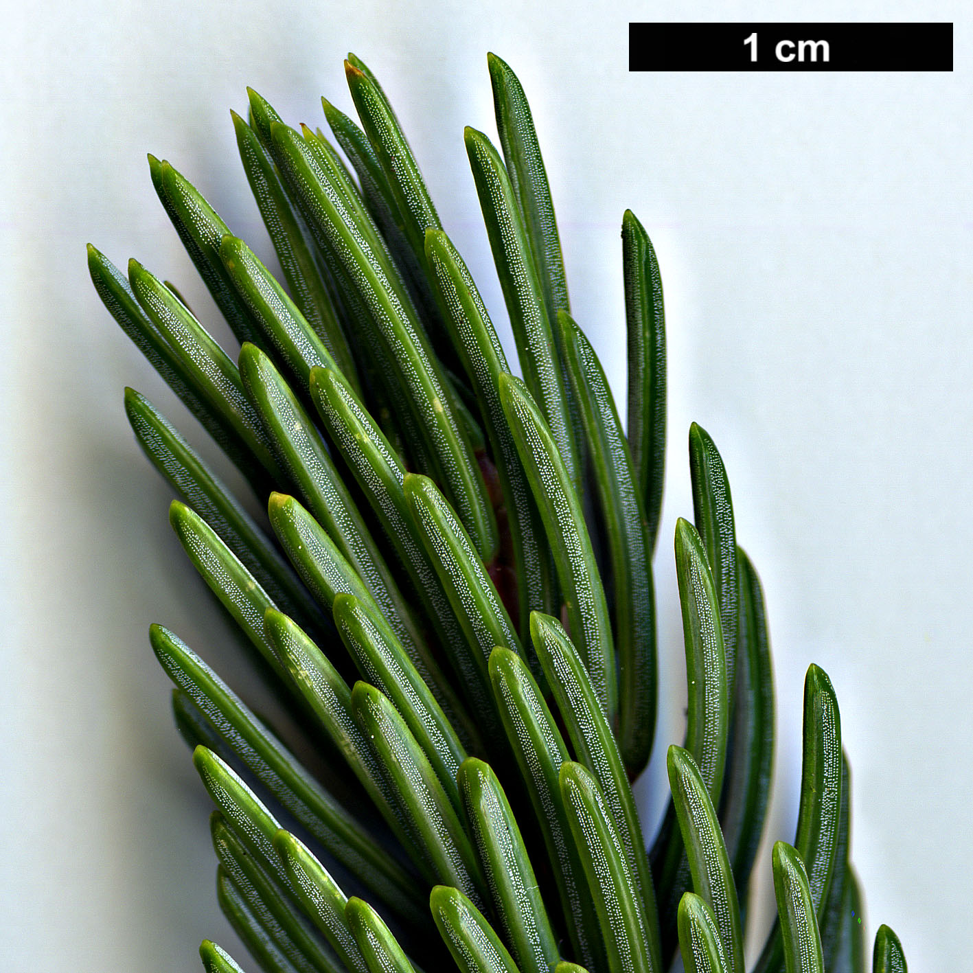 High resolution image: Family: Pinaceae - Genus: Picea - Taxon: alcoquiana - SpeciesSub: var. reflexa